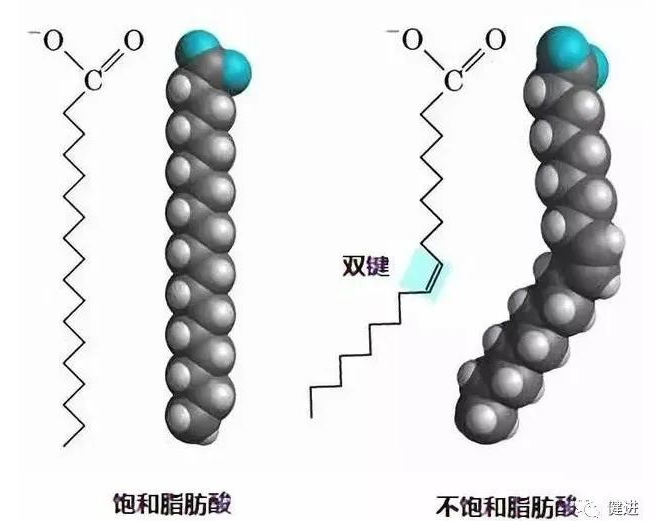 短鏈、中鏈、長鏈脂肪酸
